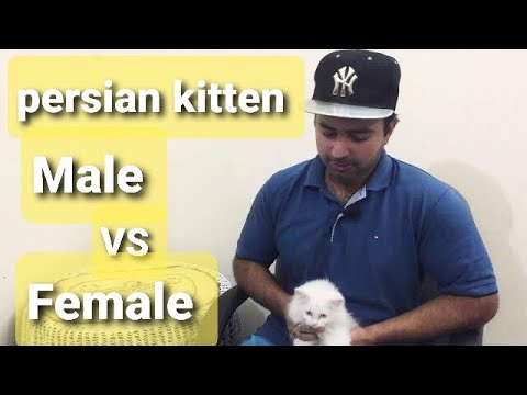 Female persian kitten Vs Male persian kitten | which one is better | urdu /Hindi