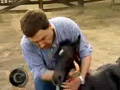 Genetics of Champions Os Charruas and Las Callanas