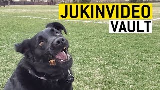 animales Momentos divertidos con perros 