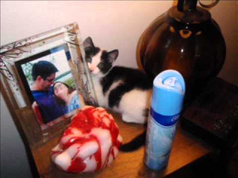 Adam Sandler's Thanksgiving song