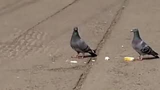 ハトに食パンを与えるとこうなる