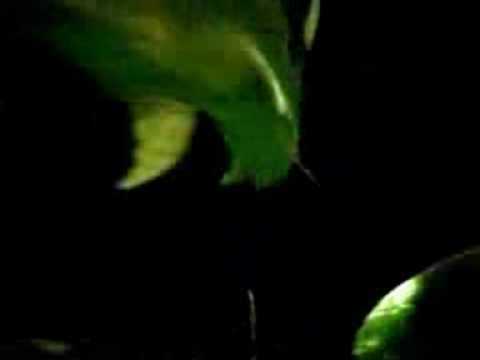 "Cactusflower" John Gold