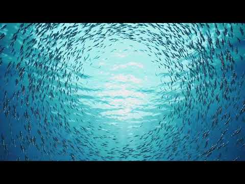 MÚSICA RELAJANTE PARA CALMAR LA MENTE Y REDUCIR EL ESTRÉS, MÚSICA DE RELAJACIÓN Y MEDITACIÓN