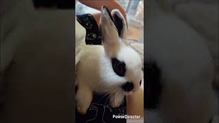 新しい家族の名前#うさぎ#可愛い#癒し#名前#主足注意 #動物