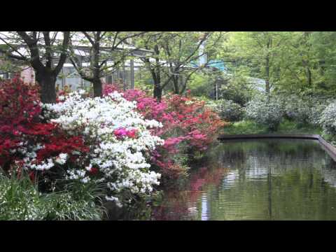 Keukenhof, Holland HD