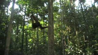 preview picture of video 'Semenggoh Orangutan Rehabilitation Centre - Borneo'