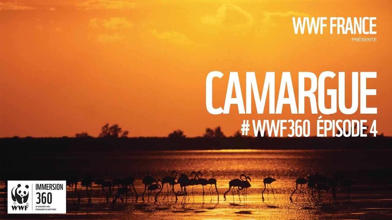 WWF Immersion 360 - Épisode 4 avec Max Bird en mission pour le WWF en Camargue