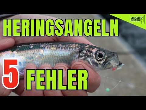 De 5 største fejl ved sildefiskeri