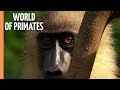 Going Ape The Fascinating World Of Primates Full Documentary