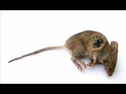 Far East Movement Vs. Deadmau5 - Like A Cheese (Mash-Up)