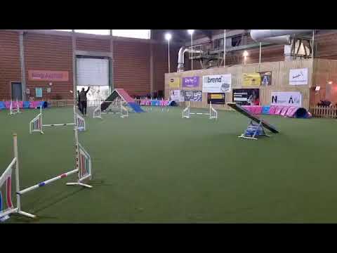 Áprilisi Bing Agility Kupa 2022.04.16. Cody A1 Agility