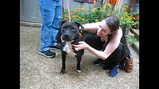 Video preview image #1 American Pit Bull Terrier-Unknown Mix Puppy For Sale in Enfield, CT, USA