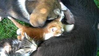 preview picture of video 'Dog breastfeeding puppy and kittens - Bulgaria'