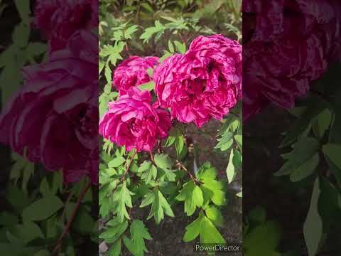 牡丹を植える場所 日光の当たる場所 土壌の保護された場所 風が吹く場所