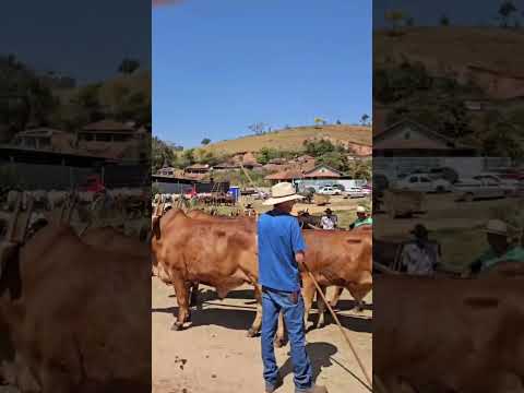 SE PREPARANDO PARA O DESFILE DE NATERCIA #boiadeiro #roça #tradição #carreiro #carrodeboi