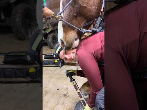 Shire Horse Shoe Restoration 🩷🩷 #hoove #odlysatisfying #asmr