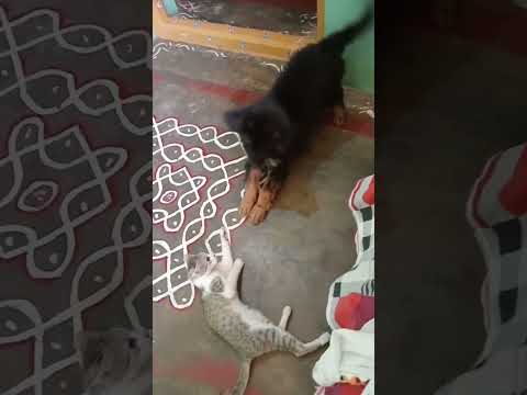 cat vs dog funny fight #cat #dog #catdogfunny