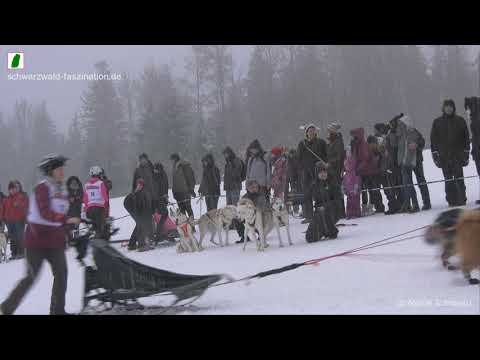 Schlittenhunderennen Todtmoos 2019