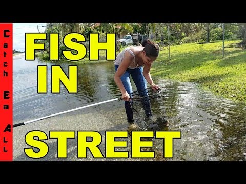 FISHING in THE STREET! Catching EXOTIC Fish in HURRICANE FLOODING!