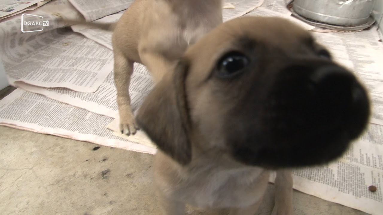 Saiba como adotar um animalzinho neste fim de semana; veja vídeo