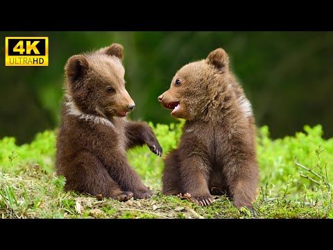 Wild Babies 4K : Amazing World Of Young Animals With Relaxing, Music Good Music For The Heart