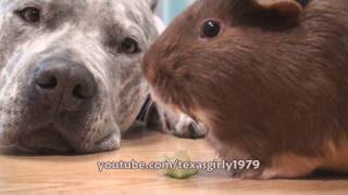 Guinea Pig LOVES DOG Pit Bull Sharky. www.HelensPets.com