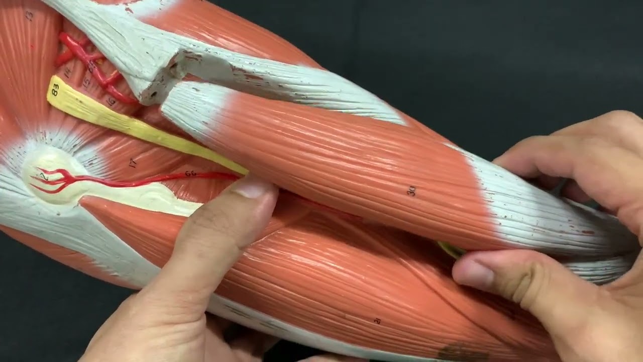 Músculos do membro inferior | Peças sintéticas