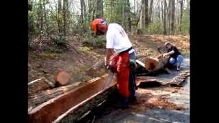 David Nash: Discovering Heartwood video