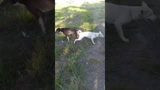 Download lagu anjing lagi kawin !! mp3 Download lagu anjing lagi kawin !! mp3