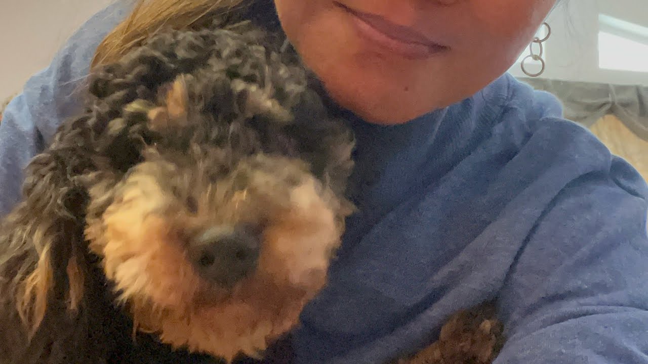 Doodles 🥰 snuggles❤️❤️🐶🐶