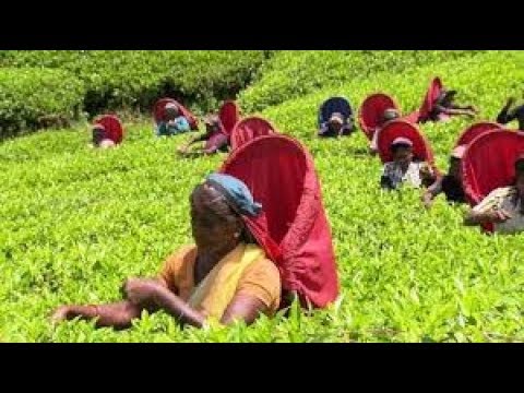 14/06/2019 - globo reporter reino de Ceilão (completo) documentários e reportagens