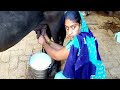 How To Milk Buffalo By Hand By Indian Village Women Traditional Way To Milk Buffalo