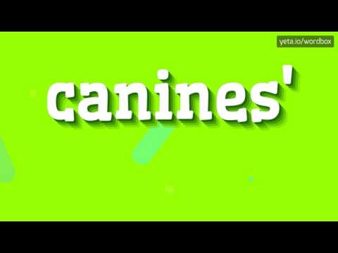 CANINES' - HOW TO PRONOUNCE IT!?