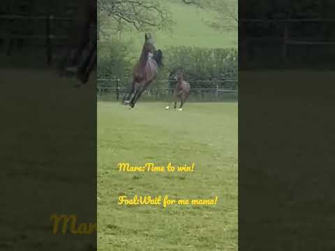 The foal racing her.mother!