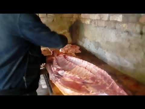 Disnator Srpski Itebej majstor Zika Pujta