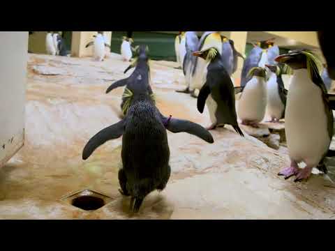 Nördliche Felsenpinguine jetzt in Schönbrunn. Videos der Tageszeitung Heute
