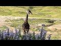 SAN DIEGO ZOO SAFARI PARK AFRICA TRAM TOUR WHITE RHINOS CALIFORNIA WILD FLOWERS 2023