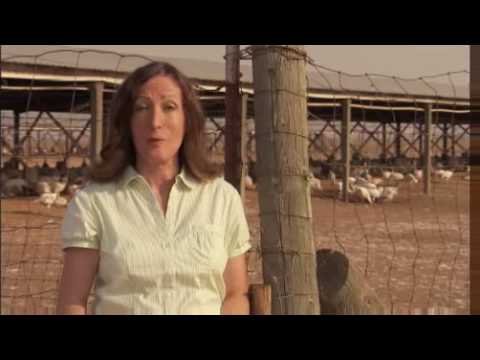 HowStuffWorks Show: Episode 2: Turkey Feather Uses