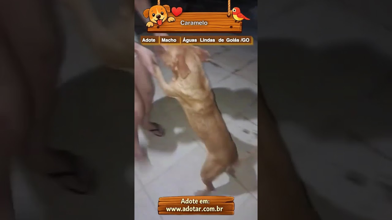 Cachorro raça SRD-ViraLata idade 2 anos nome Caramelo