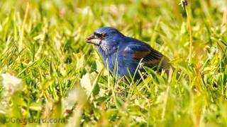 preview picture of video 'Blue Grosbeak - Cape May, New Jersey'