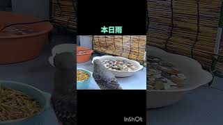 【久々のメス→オス】イソヒヨドリの朝ごはん #動物  #birds #癒し #かわいい