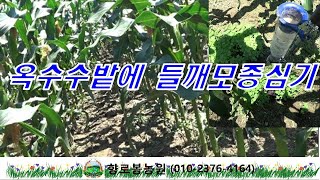 옥수수 밭에 들깨모종심기~~