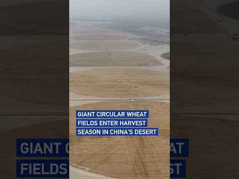Giant circular wheat fields enter harvest season in China's desert