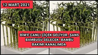 BİM'E CANLI ÇİÇEK GELİYOR. ŞANS BAMBUSU GELECEK. BAMBU BAKIMI NASIL YA
