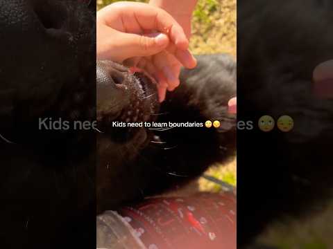 POV: Teaching Kids How to Respect a Dog’s Space 🐶❤️