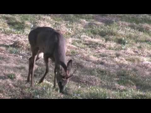 Caprioli in val dei mòcheni