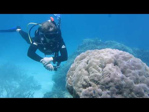 Scuba Diving Port Douglas  - Great Barrier Reef