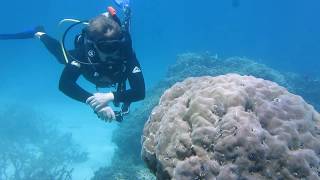 Scuba Diving Port Douglas  - Great Barrier Reef