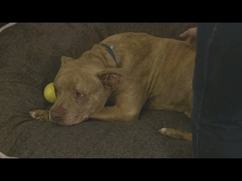 download lagu mp3 mp4 4ever Homes For Dogs, download lagu 4ever Homes For Dogs gratis, unduh video klip 4ever Homes For Dogs