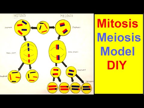 stomata model stomatal opening and closing science project howtofunda diy
